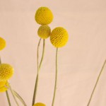 クラスペディア（ゴールドスティック・ゴールデンスティック）