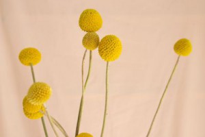 クラスペディア（ゴールドスティック・ゴールデンスティック）