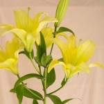 イエローウィン（オリエンタル・ハイブリッド）