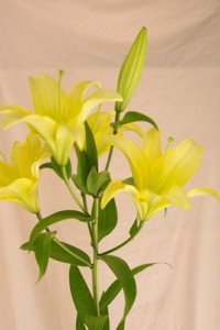 イエローウィン（オリエンタル・ハイブリッド）