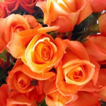 ブードゥー! バラ(薔薇)