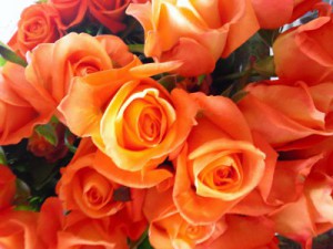 ブードゥー！　バラ（薔薇）