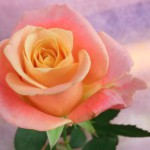 ミスピギー バラ(薔薇)