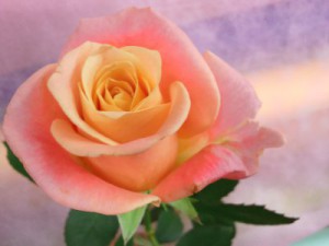 ミスピギー　バラ（薔薇）