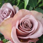 エクストリーム　バラ（薔薇）