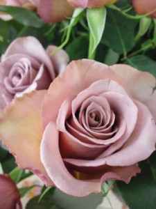 エクストリーム　バラ（薔薇）