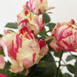 パーティラナンキュラ　バラ（薔薇）