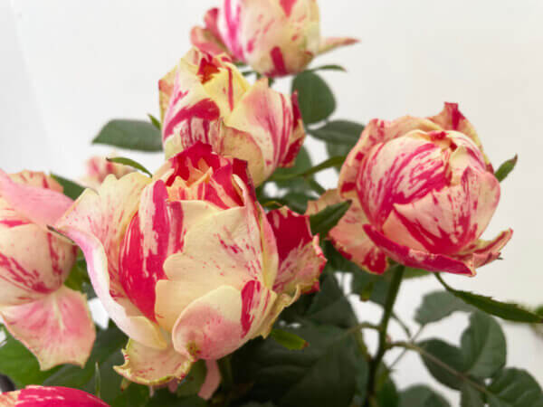 パーティラナンキュラ　バラ（薔薇）