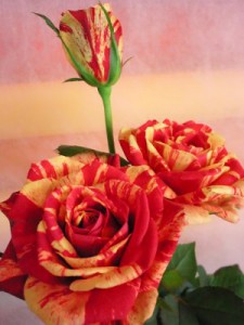 パパガヨ　バラ（薔薇）