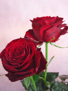 アマダ＋　バラ（薔薇）