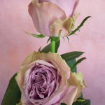 ブルーミルフィーユ　バラ（薔薇）