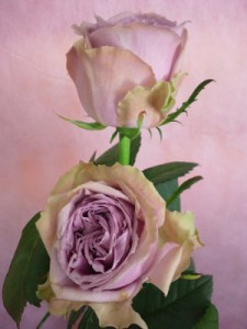 ブルーミルフィーユ　バラ（薔薇）