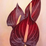 サファリ　アンスリューム