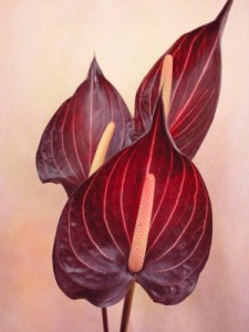 サファリ　アンスリューム