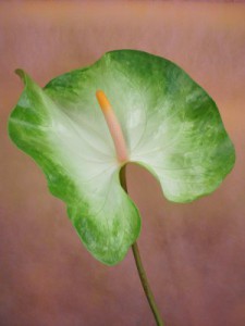 シンバ　アンスリューム