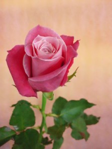 タージマハル　バラ（薔薇）