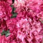 チャックワンブルー アランダ 切り花 図鑑 写真と名前別 季節別 月別 色別 種類別で探せる切り花専門の花図鑑