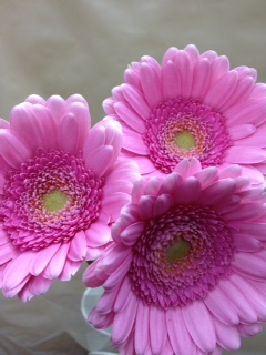 キムシー ガーベラ 切り花 図鑑 写真と名前別 季節別 月別 色別 種類別で探せる切り花専門の花図鑑