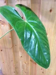 アンスリウムの葉