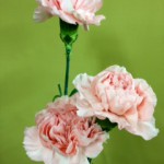 ベリッシマ カーネーション