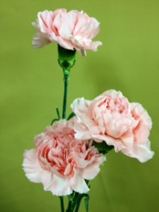 ベリッシマ　カーネーション