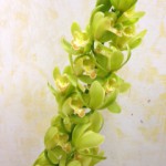 クールコール（シンビジウム）