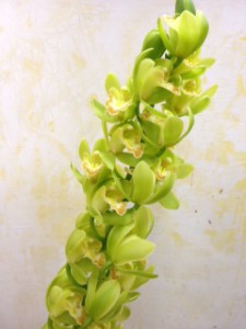 クールコール（シンビジウム）