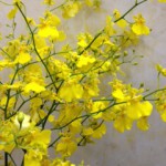 ハニーエンジェル(オンシジウム)