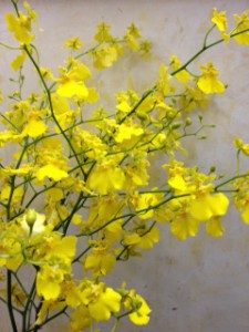 ハニーエンジェル（オンシジウム）