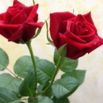 カンツォーネ　バラ（薔薇）