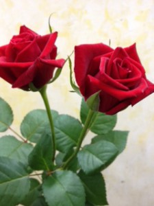 カンツォーネ　バラ（薔薇）