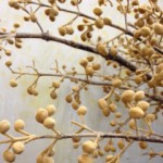 桐(キリ) つぼみ