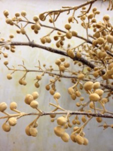 桐（キリ）　つぼみ