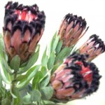 ピンクミンク・プロテア