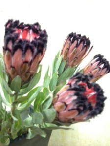 ピンクミンク・プロテア