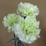 ソルベット　カーネーション