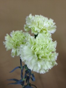 ソルベット　カーネーション