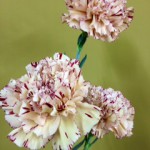 バイパー　カーネーション