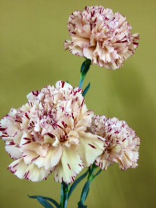 バイパー　カーネーション