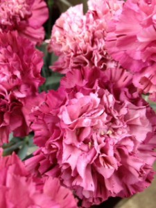 バイパーワイン　カーネーション