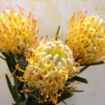 ゴールディ　ピンクッション