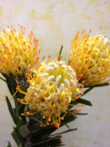 ゴールディ　ピンクッション