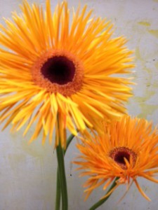 トマホーク　ガーベラ