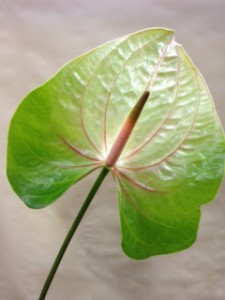 エッセンシア　アンスリウム