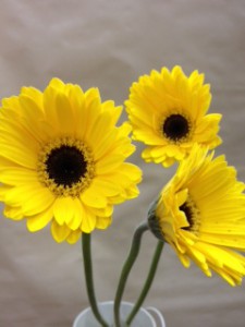 テラジーナ　ガーベラ