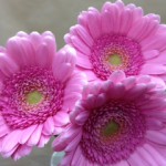 キムシー　ガーベラ