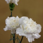 ノースウインド　カーネーション