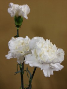 ノースウインド　カーネーション