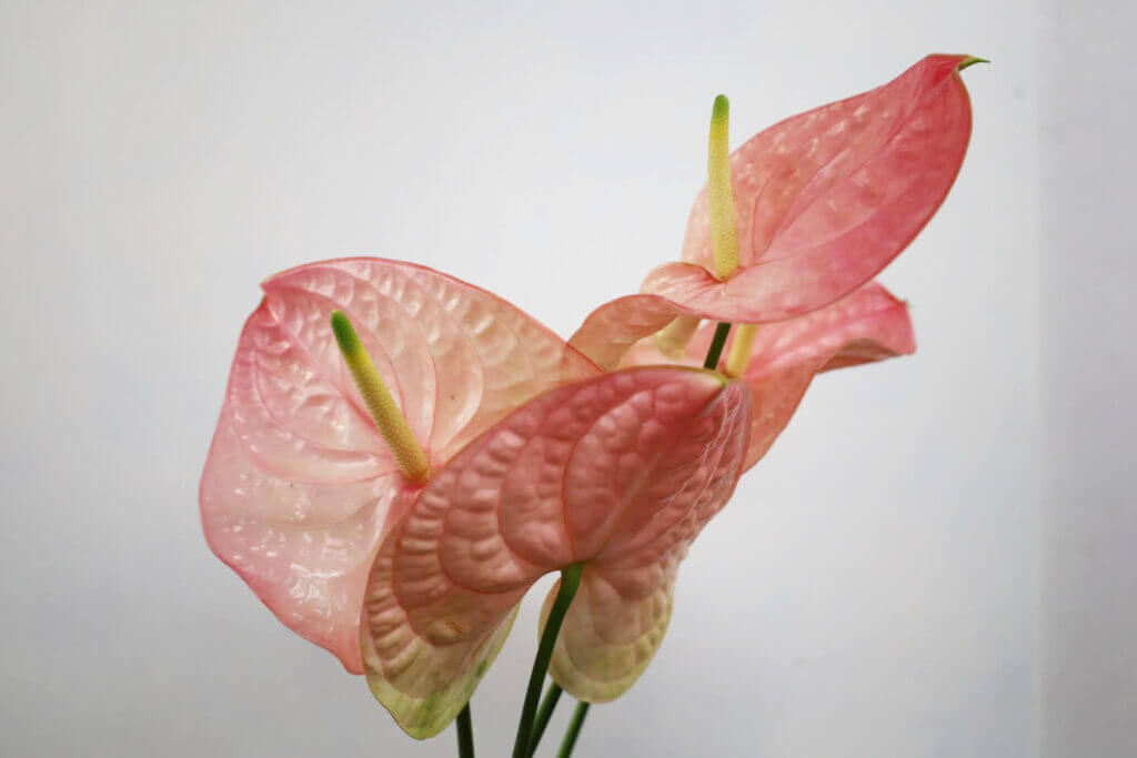 アンスリウムの品種名ローザの花の画像