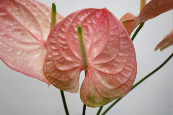 ローザ　アンスリウム